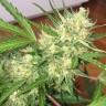 купить семена конопли в оригинальных упаковках Auto Cheese feminised купить семена конопли в оригинальных упаковках Auto Cheese feminised