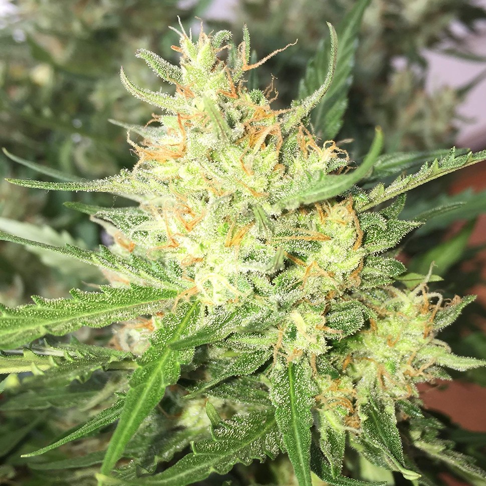 Семена марихуаны  Auto Cheese feminised Ganja Seeds