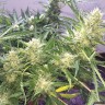 купить урожайные семена конопли Auto Cheese feminised купить урожайные семена конопли Auto Cheese feminised