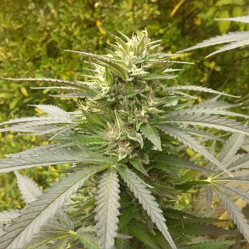 Семена конопли  Power Plant regular Ganja Seeds