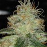 Семена конопли  Power Plant regular Ganja Seeds Семена конопли  Power Plant regular Ganja Seeds