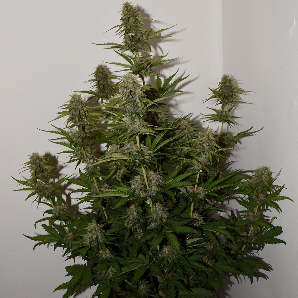 Семена конопли  Auto Parmesan feminised Victory Seeds