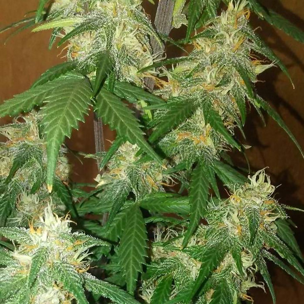 Семена каннабиса  LSD feminised Ganja Seeds