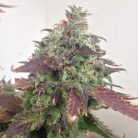 Auto Caramella feminised Ganja Seeds