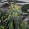 Семена ганжа  Black Domina x G13 feminised Ganja Seeds Семена ганжа  Black Domina x G13 feminised Ganja Seeds