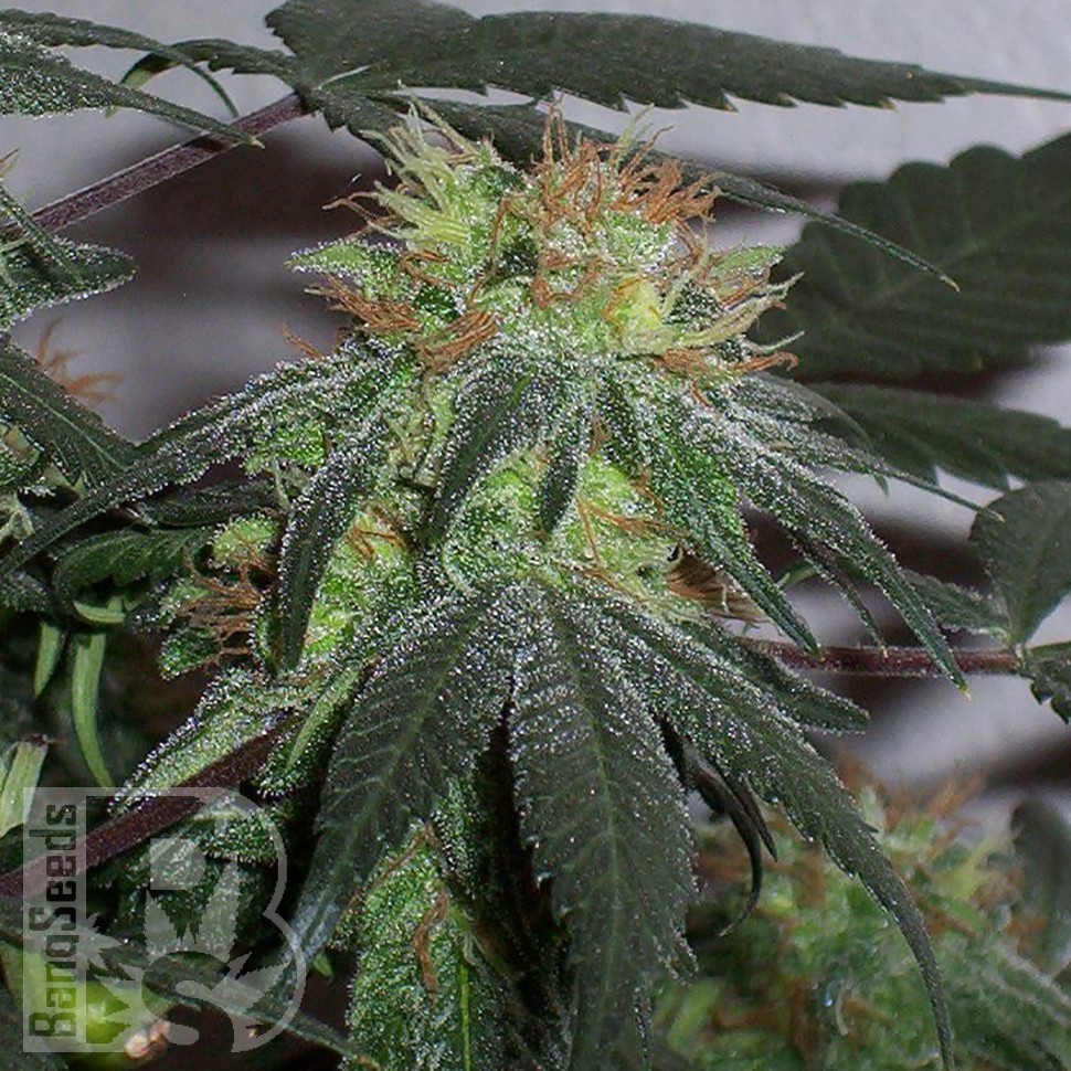 Семена ганжа  Black Domina x G13 feminised Ganja Seeds