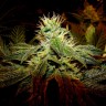 Семена ганжа  Black Domina x G13 feminised Ganja Seeds Семена ганжа  Black Domina x G13 feminised Ganja Seeds