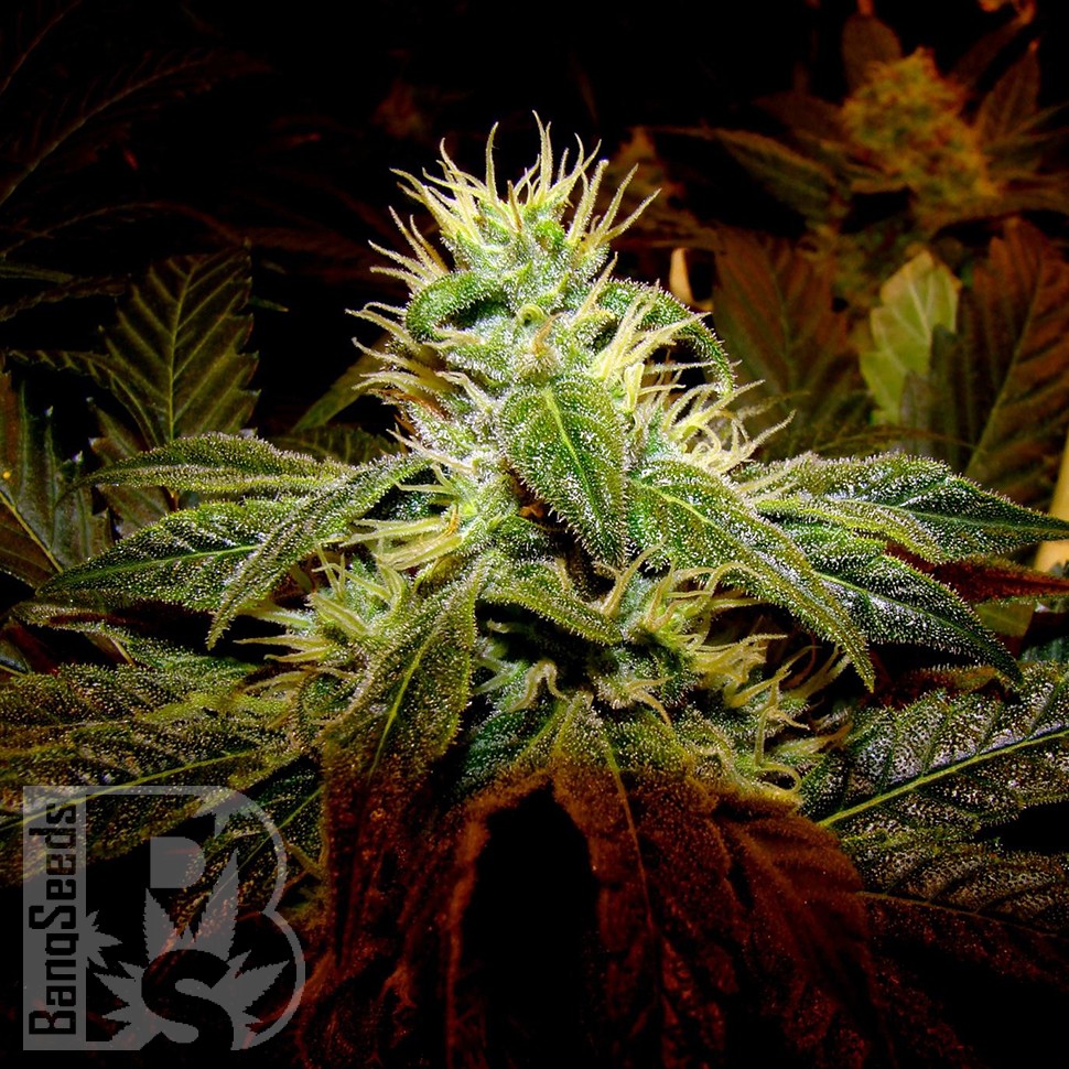 Семена ганжа  Black Domina x G13 feminised Ganja Seeds Семена ганжа  Black Domina x G13 feminised Ganja Seeds