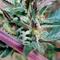Pepoberry feminised Ganja Seeds