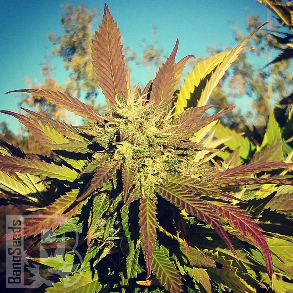 Семена  Pepoberry feminised Ganja Seeds Семена  Pepoberry feminised Ganja Seeds