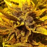 Семена  Pepoberry feminised Ganja Seeds Семена  Pepoberry feminised Ganja Seeds