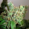 Семена  Pepoberry feminised Ganja Seeds Семена  Pepoberry feminised Ganja Seeds