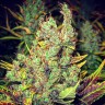 Семена  Pepoberry feminised Ganja Seeds Семена  Pepoberry feminised Ganja Seeds