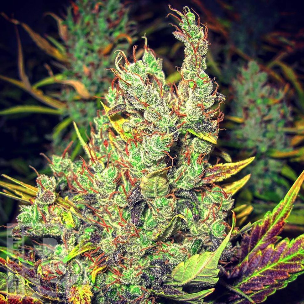 Семена  Pepoberry feminised Ganja Seeds Семена  Pepoberry feminised Ganja Seeds