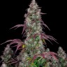 Семена  Auto Lemon feminised Ganja Seeds Семена  Auto Lemon feminised Ganja Seeds