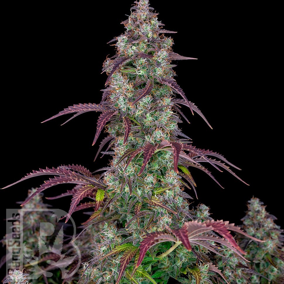 Семена  Auto Lemon feminised Ganja Seeds Семена  Auto Lemon feminised Ganja Seeds