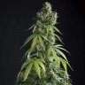 Семена  Auto Lemon feminised Ganja Seeds Семена  Auto Lemon feminised Ganja Seeds
