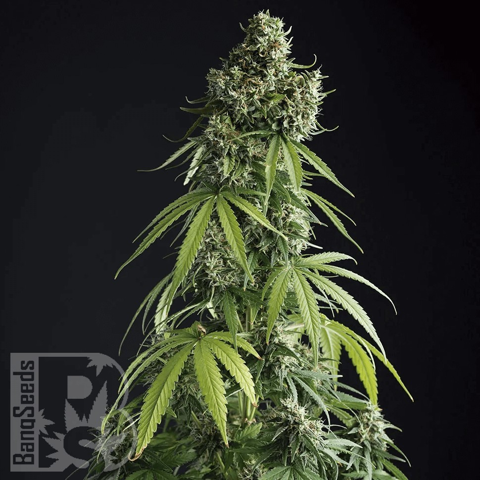 Семена  Auto Lemon feminised Ganja Seeds Семена  Auto Lemon feminised Ganja Seeds