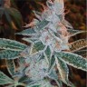 Семена  Auto Lemon feminised Ganja Seeds Семена  Auto Lemon feminised Ganja Seeds