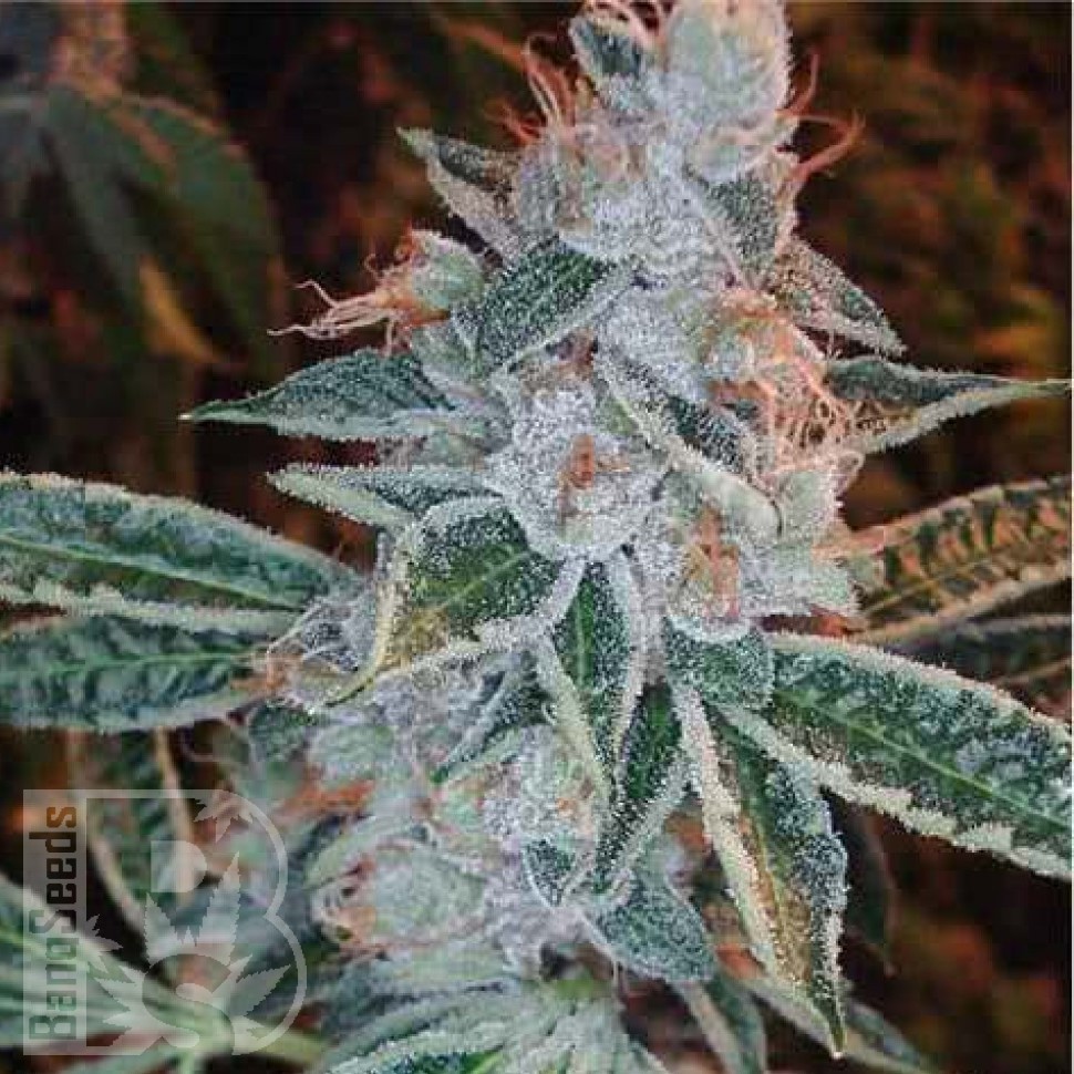 Семена  Auto Lemon feminised Ganja Seeds Семена  Auto Lemon feminised Ganja Seeds
