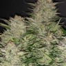 Семена  Auto Lemon feminised Ganja Seeds Семена  Auto Lemon feminised Ganja Seeds