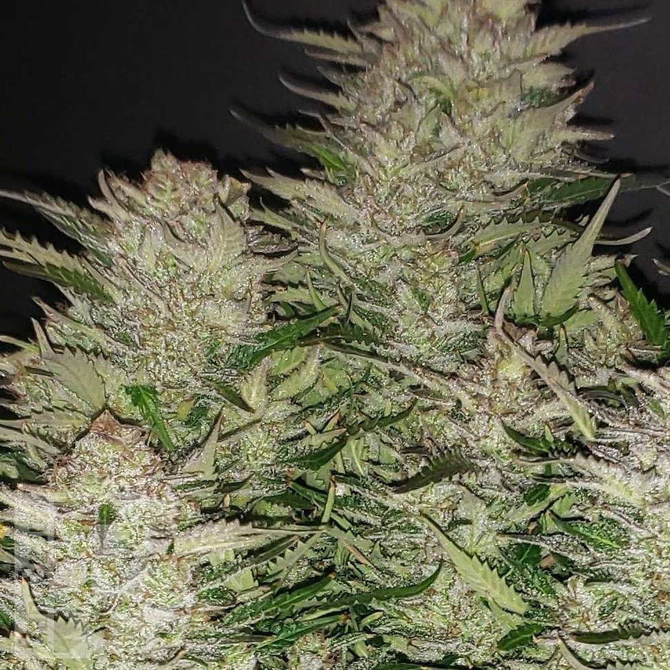 Семена  Auto Lemon feminised Ganja Seeds Семена  Auto Lemon feminised Ganja Seeds