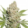 Семена  Auto Lemon feminised Ganja Seeds Семена  Auto Lemon feminised Ganja Seeds