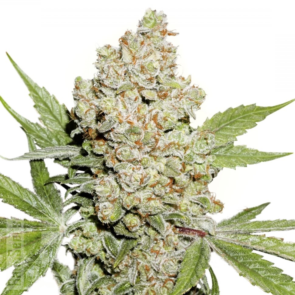 Семена  Auto Lemon feminised Ganja Seeds Семена  Auto Lemon feminised Ganja Seeds