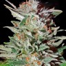 Семена  Auto Lemon feminised Ganja Seeds Семена  Auto Lemon feminised Ganja Seeds