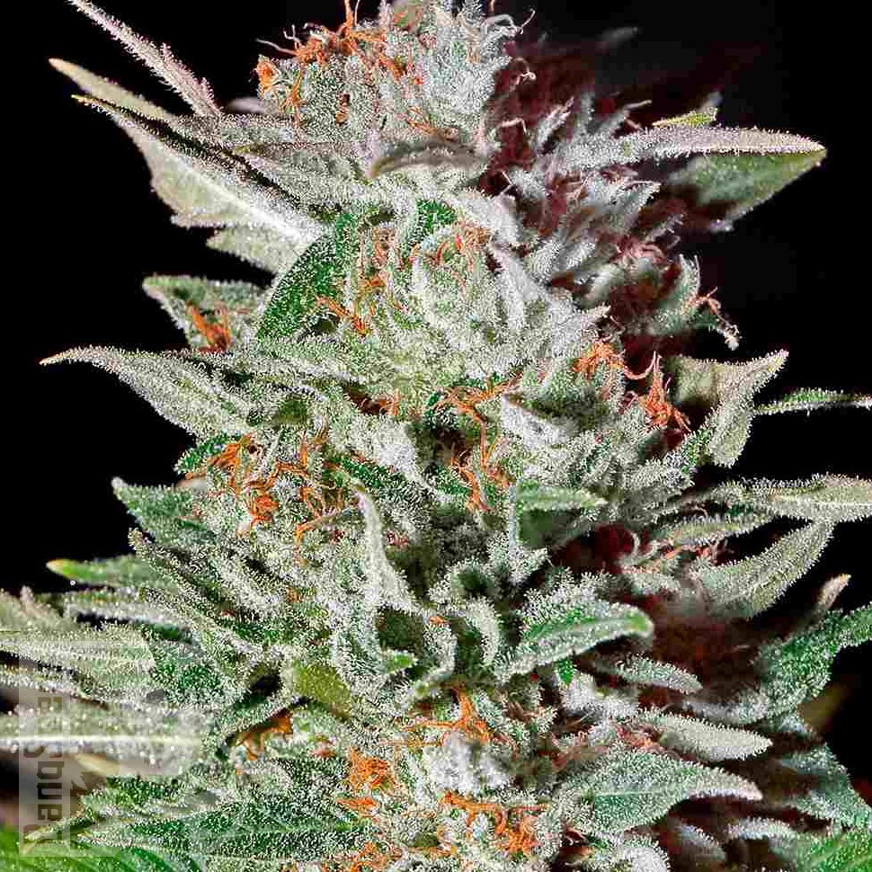 Семена  Auto Lemon feminised Ganja Seeds Семена  Auto Lemon feminised Ganja Seeds
