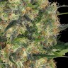 Семена ганжа  Euforia regular Ganja Seeds Семена ганжа  Euforia regular Ganja Seeds