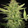 Семена ганжа  Euforia regular Ganja Seeds Семена ганжа  Euforia regular Ganja Seeds