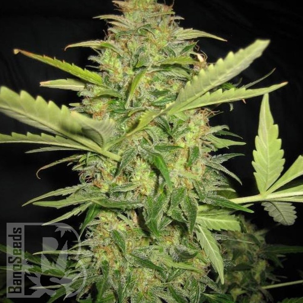 Семена ганжа  Euforia regular Ganja Seeds Семена ганжа  Euforia regular Ganja Seeds
