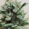 Семена ганжа  Euforia regular Ganja Seeds Семена ганжа  Euforia regular Ganja Seeds