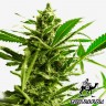 где можно заказать семена конопли Great White Shark feminised где можно заказать семена конопли Great White Shark feminised
