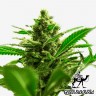 где заказать семена конопли Great White Shark feminised где заказать семена конопли Great White Shark feminised