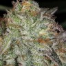 Семена  Afghan Kush feminised Ganja Seeds Семена  Afghan Kush feminised Ganja Seeds