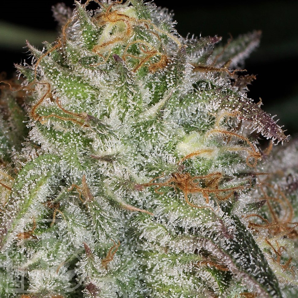 Семена  Afghan Kush feminised Ganja Seeds Семена  Afghan Kush feminised Ganja Seeds