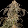 Семена  Afghan Kush feminised Ganja Seeds Семена  Afghan Kush feminised Ganja Seeds