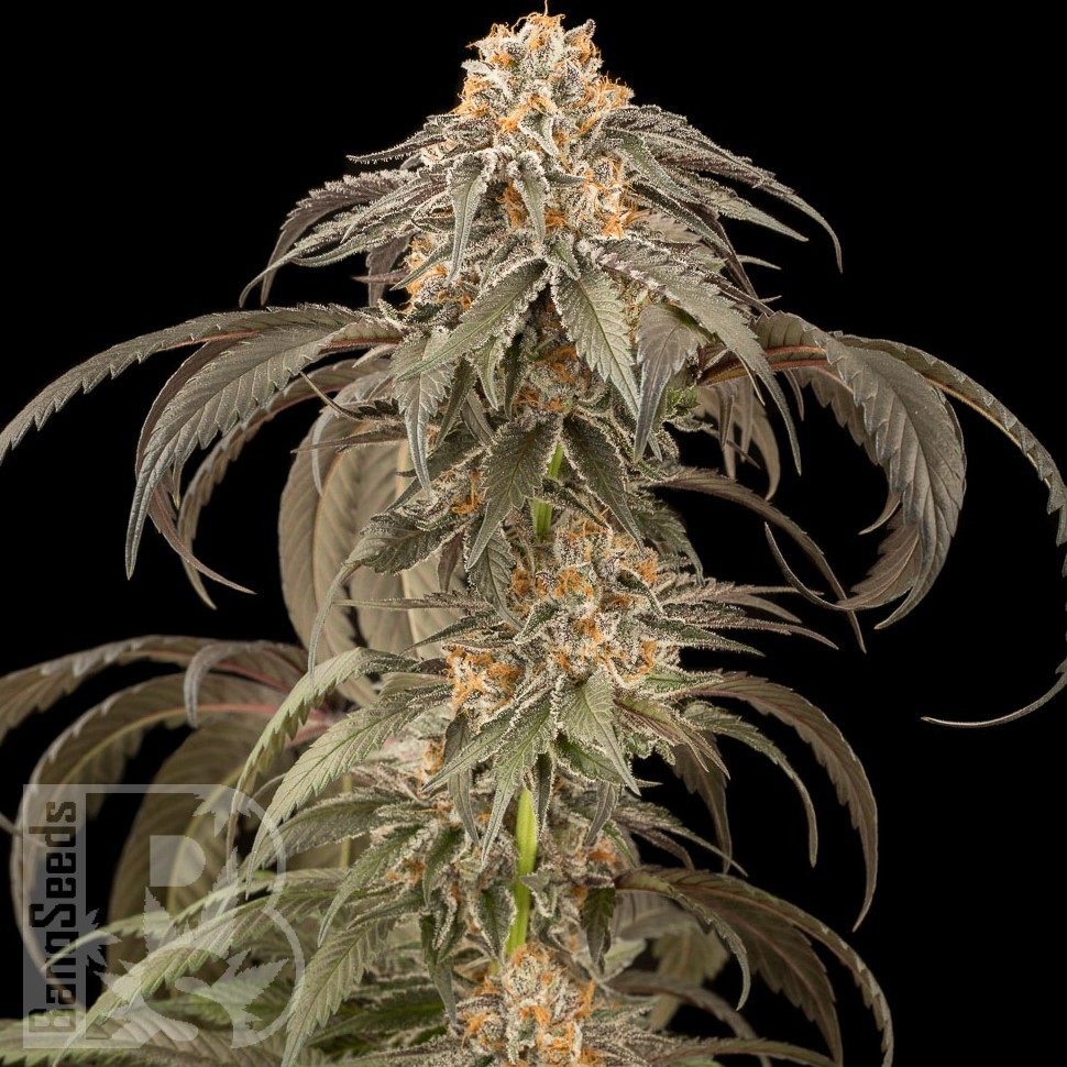 Семена  Afghan Kush feminised Ganja Seeds