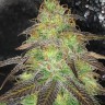 Семена конопли  Auto Cream Caramel feminised Ganja Seeds Семена конопли  Auto Cream Caramel feminised Ganja Seeds
