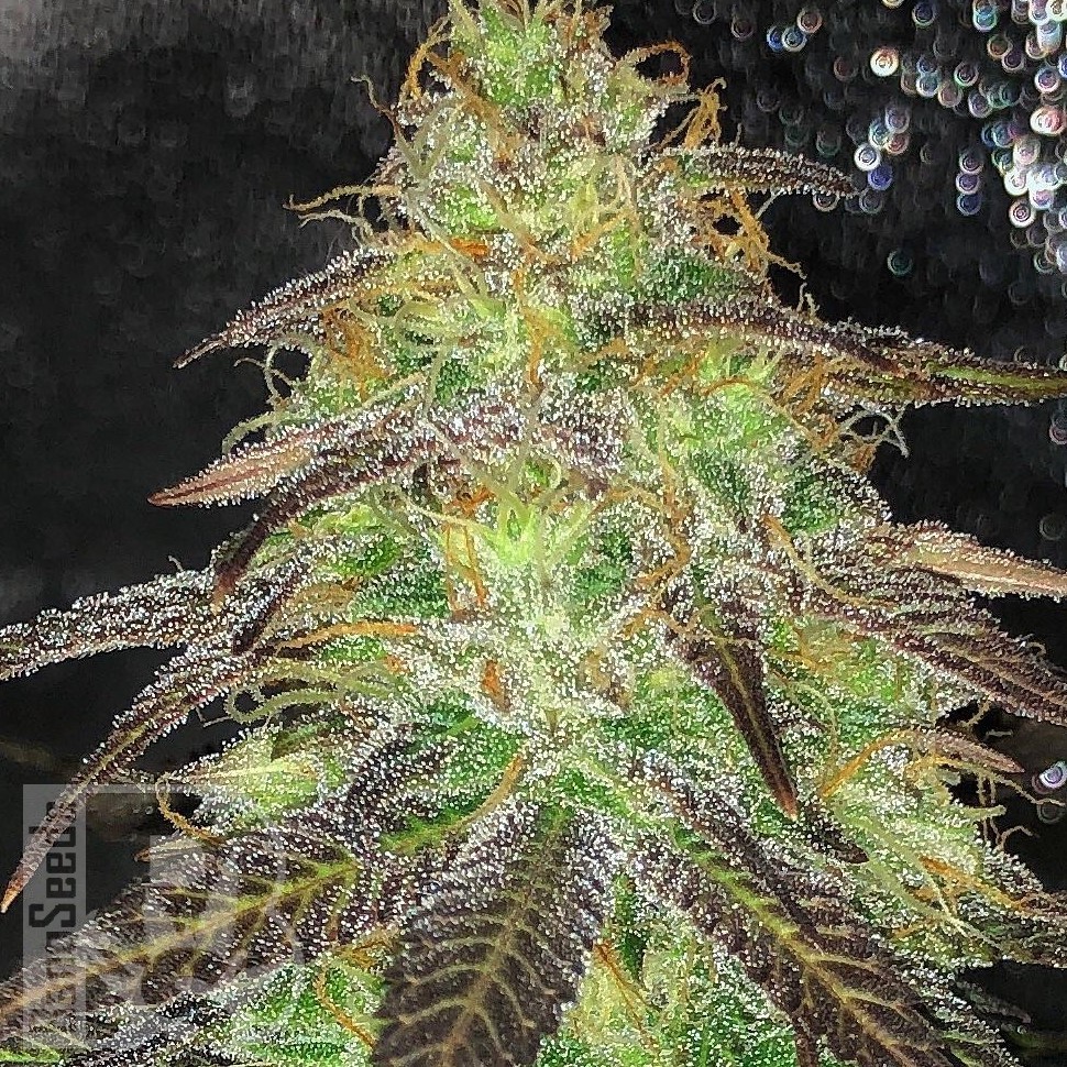 Семена конопли  Auto Cream Caramel feminised Ganja Seeds Семена конопли  Auto Cream Caramel feminised Ganja Seeds