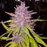 Семена конопли  Auto Cream Caramel feminised Ganja Seeds Семена конопли  Auto Cream Caramel feminised Ganja Seeds