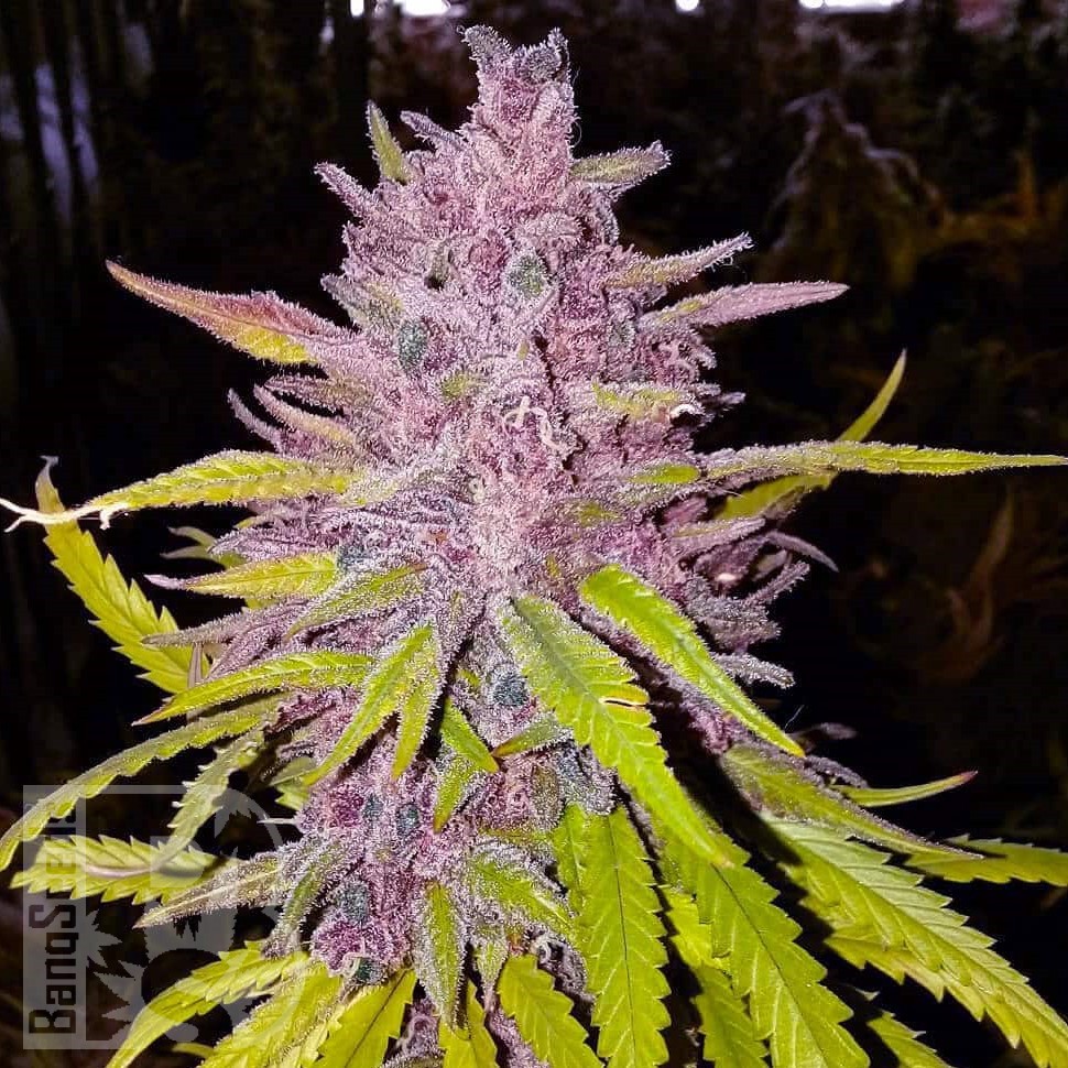 Семена конопли  Auto Cream Caramel feminised Ganja Seeds Семена конопли  Auto Cream Caramel feminised Ganja Seeds