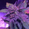 Семена конопли  Pure Kush feminised Ganja Seeds Семена конопли  Pure Kush feminised Ganja Seeds