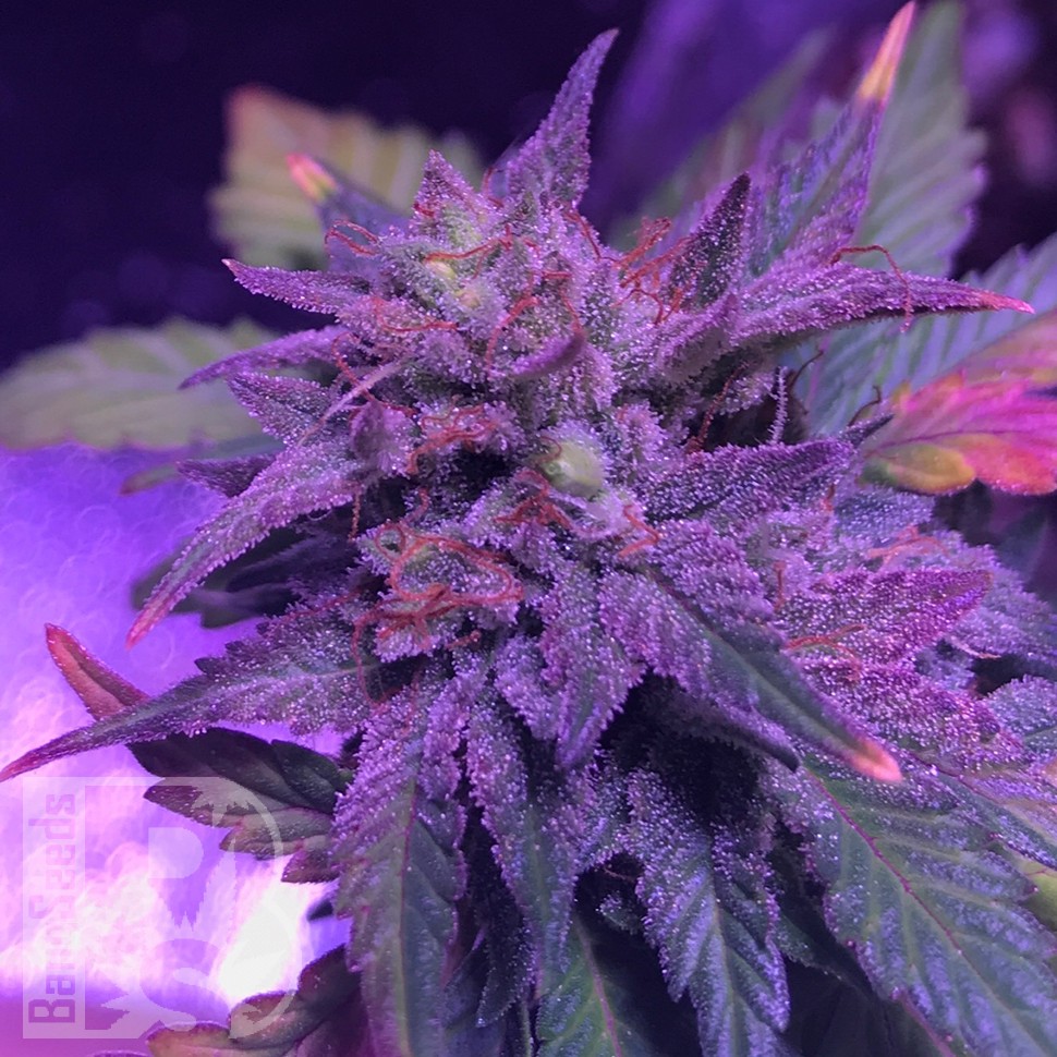 Семена конопли  Pure Kush feminised Ganja Seeds