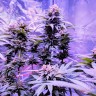 Семена конопли  Pure Kush feminised Ganja Seeds Семена конопли  Pure Kush feminised Ganja Seeds