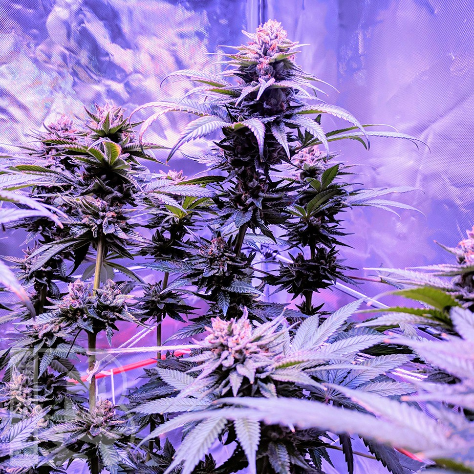 Семена конопли  Pure Kush feminised Ganja Seeds Семена конопли  Pure Kush feminised Ganja Seeds