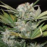 купить семена конопли в Украине Auto Fast Bud feminised купить семена конопли в Украине Auto Fast Bud feminised