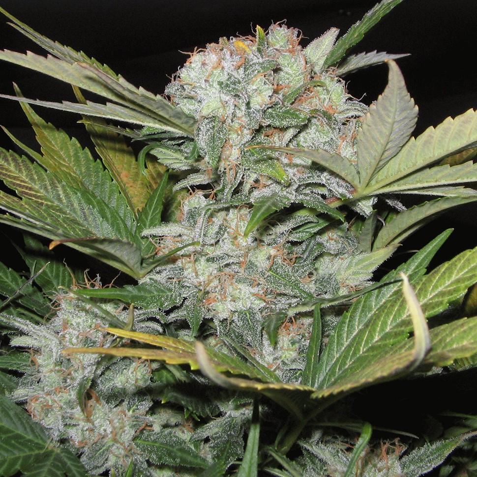 купить семена конопли в Украине Auto Fast Bud feminised купить семена конопли в Украине Auto Fast Bud feminised